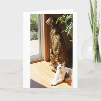 Solbada för Gracey och dåligakattunge Kort