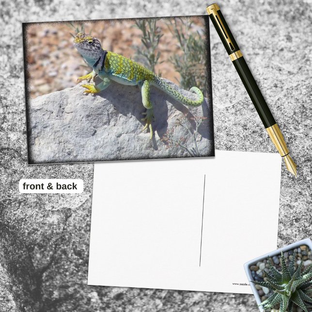 Solbadande Öronlös Ödla På En Sten Fotografi Vykort (Colorful collared lizard sunning on a rock postcard front with blank back.)