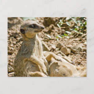 Solbadsmeerkats vykort