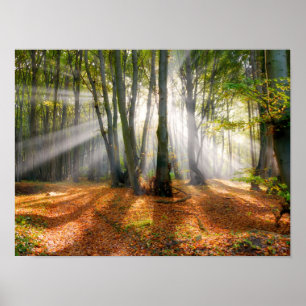 Solbeams i en träd-skogskog i en mistbok under hös poster