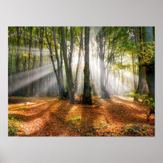 Solbeams i en träd-skogskog i en mistbok under hös poster (Framsidan)