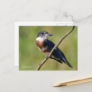 Solbelyst bältet Kingfisher Bird på Gren Vykort