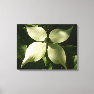 Solbelyst Dogwood Blommar Vår Blommigt Canvastryck