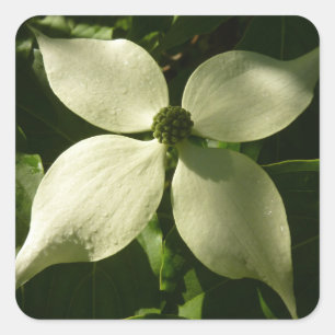 Solbelyst Dogwood Blommar Vår Blommigt Fyrkantigt Klistermärke