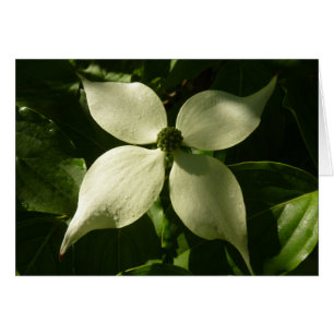 Solbelyst Dogwood Blommar Vår Blommigt Hälsningskort