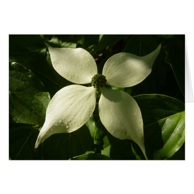 Solbelyst Dogwood Blommar Vår Blommigt Hälsningskort (Framsidan Horizontal)
