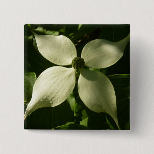Solbelyst Dogwood Blommar Vår Blommigt Knapp