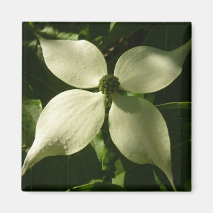 Solbelyst Dogwood Blommar Vår Blommigt Magnet