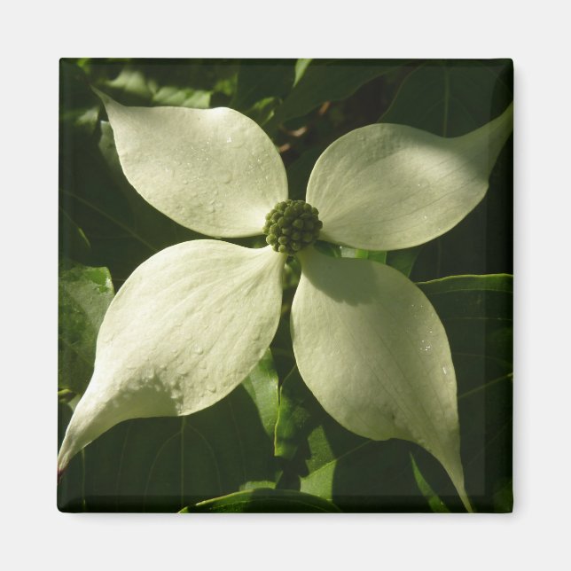 Solbelyst Dogwood Blommar Vår Blommigt Magnet (Framsidan)