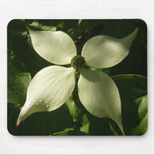 Solbelyst Dogwood Blommar Vår Blommigt Musmatta