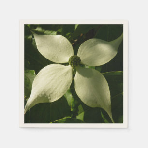 Solbelyst Dogwood Blommar Vår Blommigt Pappersservett