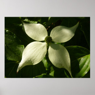 Solbelyst Dogwood Blommar Vår Blommigt Poster