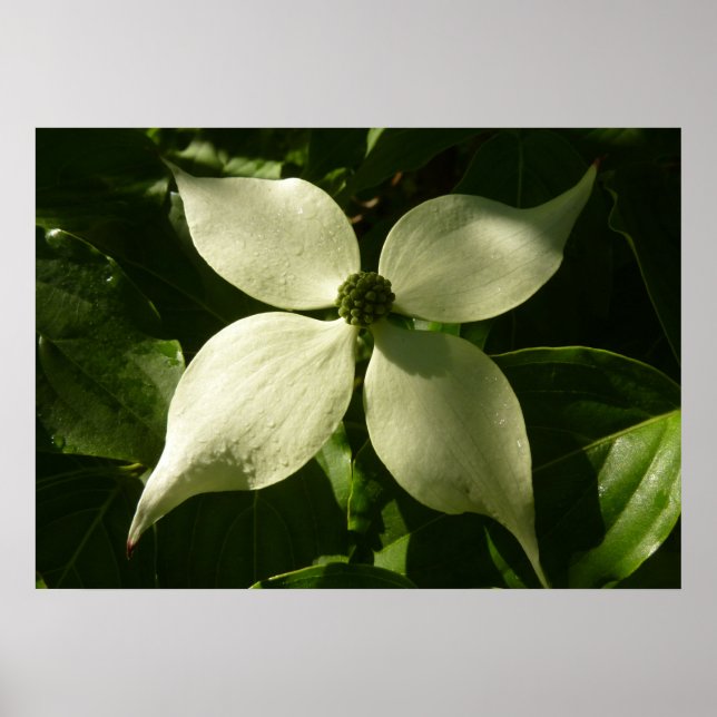 Solbelyst Dogwood Blommar Vår Blommigt Poster (Framsidan)