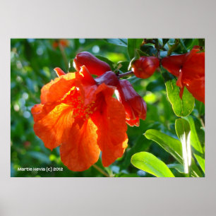 Solbelyst granatäpple poster