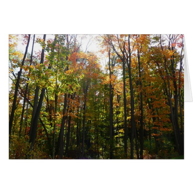 Solbelyst höstskog höstlandskap hälsningskort (Framsidan Horizontal)