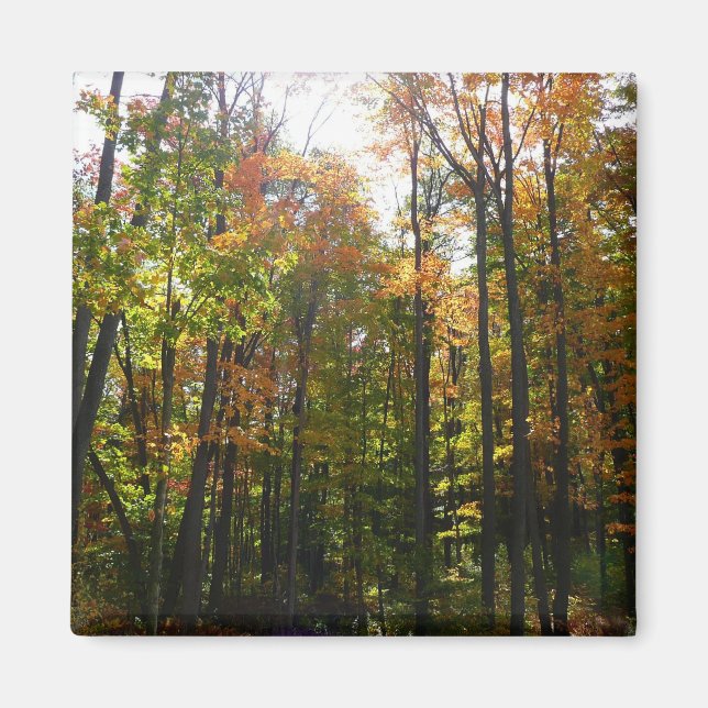 Solbelyst höstskog höstlandskap magnet (Framsidan)