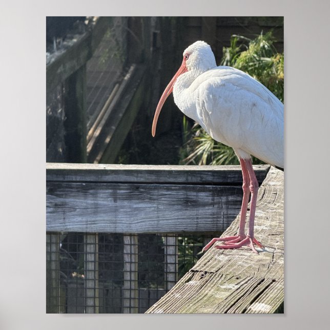 Solbelyst Ibis-affisch Poster (Framsidan)