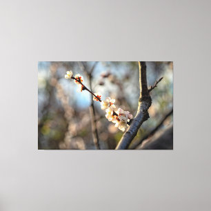 Solbelyst japansk aprikos Sakura vita blommor Canvastryck