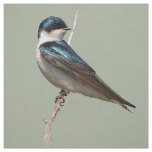 Solbelyst profil för ett Träd-Svälj Songbird Tyg