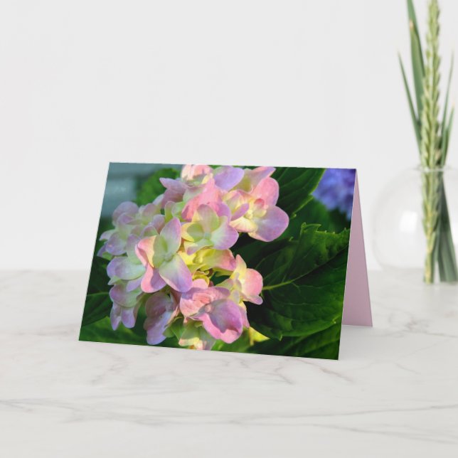 Solbelyst Rosa Hydrangea Sympatikort Kort (Framsida)