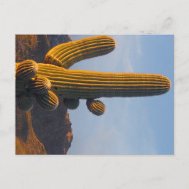 Solbelyst Saguaro - Arizona vykort