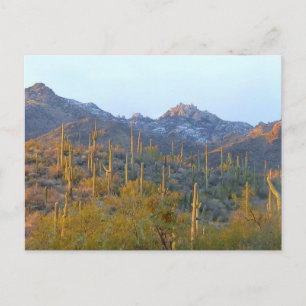 Solbelyst Saguaro-fält Vykort