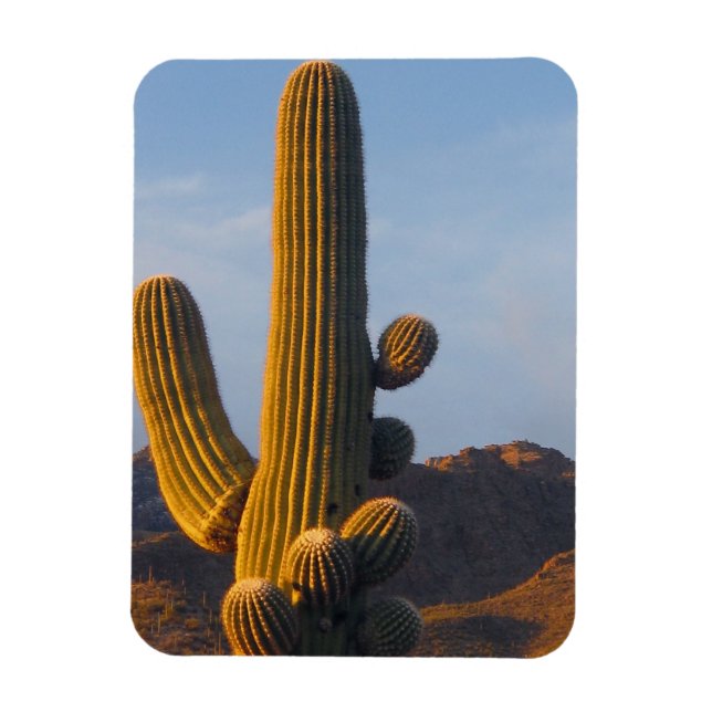 Solbelyst Saguaro-Kaktus Magnet (Vertikal)