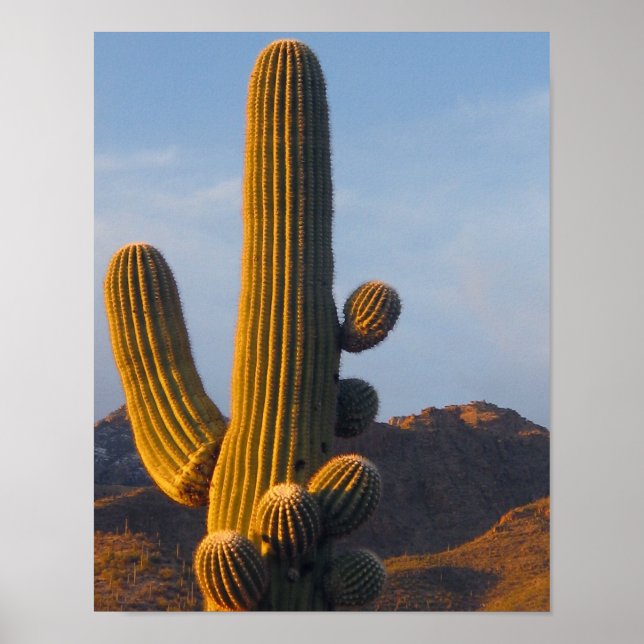 Solbelyst Saguaro-Kaktus Poster (Framsidan)