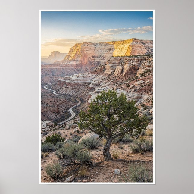 Solbelyst sandstenscanyon och enposter för Juniper Poster (Framsidan)