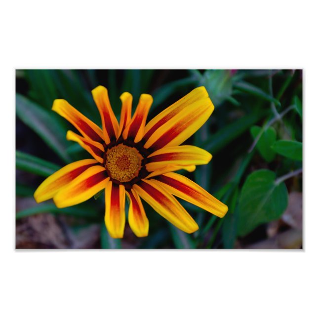 Solbelyst Skattblomma Botanisk Foto (Framsidan)