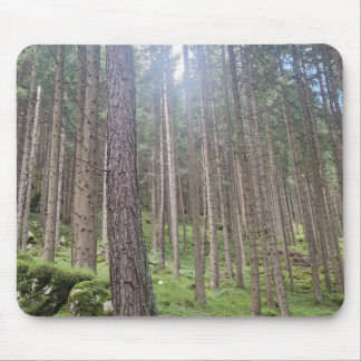 Solbelyst skog - Grön skogsfotografering Musmatta