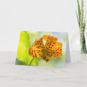 Solbelyst Tiger Lily Blank Greeting Card Kort