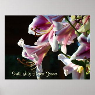 Solbelyst trädgård med liljor konsttryck Rosa lilj Poster