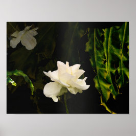 Solbelyst utskrift av botaniskt konst poster