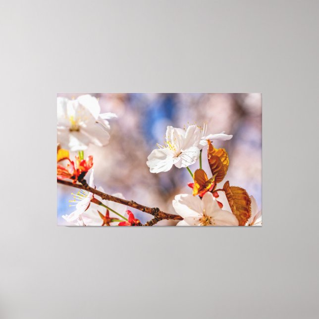 Solbelyst vit sakura-blomma och orangea blad canvastryck (Framsida)
