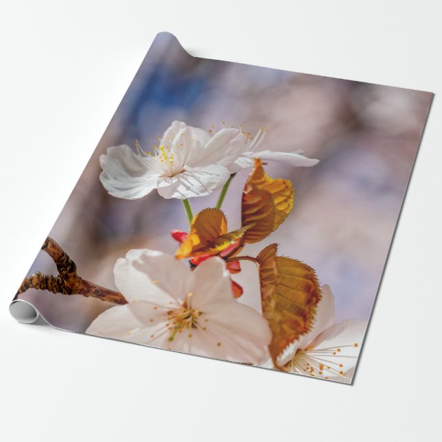 Solbelyst vit Sakurablomma och Orange Löv Presentpapper (Utrullad)