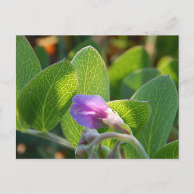 Solbelyst Vykort (Framsida)