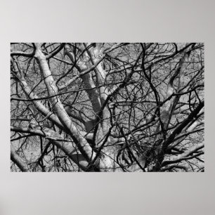 Solbelyst Winter-Grenar (B&W) Poster