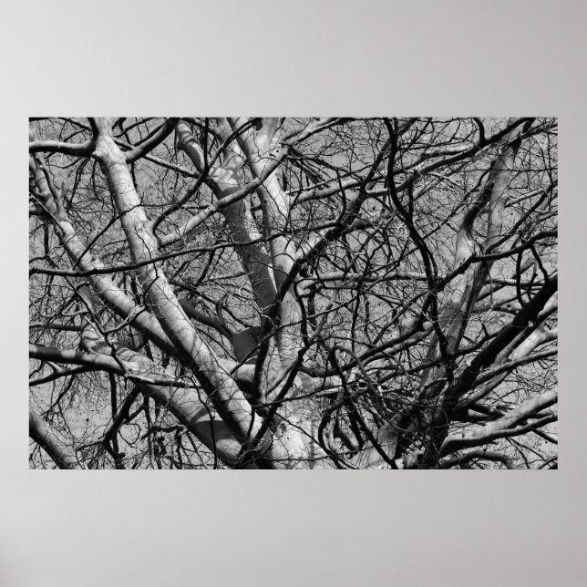 Solbelyst Winter-Grenar (B&W) Poster (Framsidan)