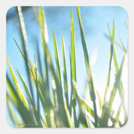 Solbelysta blad fyrkantigt klistermärke