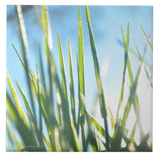 Solbelysta blad kakelplatta (Framsidan)