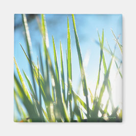 Solbelysta blad magnet