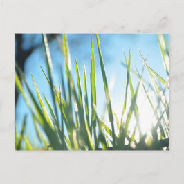 Solbelysta blad vykort