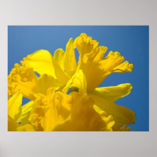 SOLBELYSTA Narcissblommor Konsttryck Floral Vår Poster