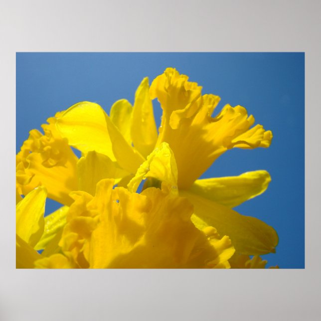 SOLBELYSTA Narcissblommor Konsttryck Floral Vår Poster (Framsidan)