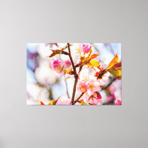 Solbelysta rosa Sakura-blommor. Körsbärsblommor Canvastryck