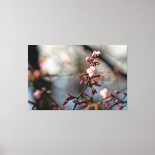 Solbelysta Sakura-blommor mot den molniga himlen Canvastryck