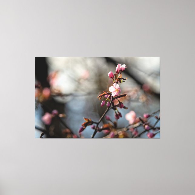 Solbelysta Sakura-blommor mot den molniga himlen Canvastryck (Framsida)