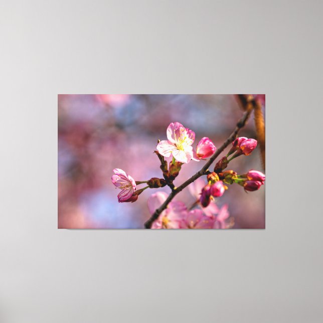 Solbelysta Sakura Blommor Och Knoppar På En Ljuvli Canvastryck (Framsida)
