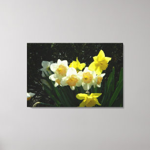 Solbelysta skiffodils (WestCreek) Wrapped Canvas P